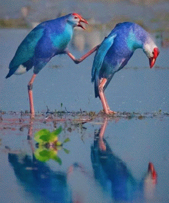 To Evolutionary Biology