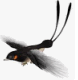 primal
                                                          bird