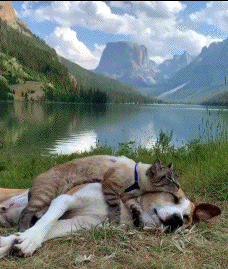 animal consciousness 