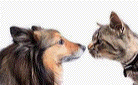 dog-cat
                                              communication
