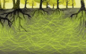 plant communication