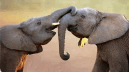 elefant
                                        communication