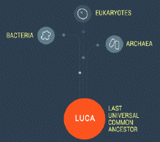 LUCA