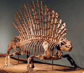 nocturnal
                                                          mammal with
                                                          spines
