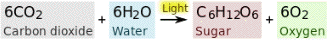 CARBON_DIOXIDE+WATER=SUGAR+OXYGEN