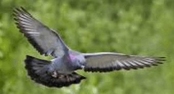 pigeon
