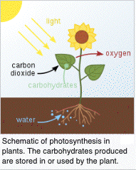 photosynthesis