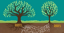 plant communication