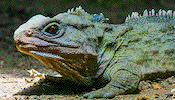 tuatara