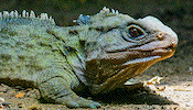 tuatara
